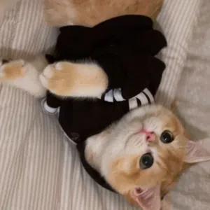 catinfocatlovers 