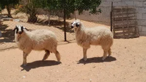 2فطايم خوات تؤام ربي يبارك عمرهم ف8شهور سلاله ربي يبارك