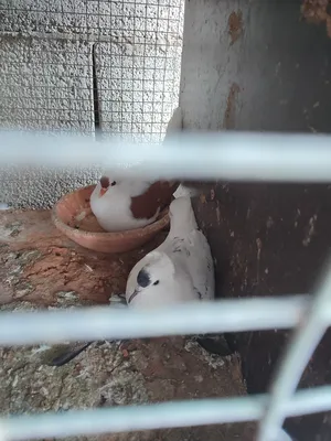 Pigeons3