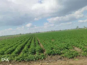 قطعة ارض في منطقة حلحول مماس بعيدة عن الزفتة بعيدة عن الزفتة 100متر