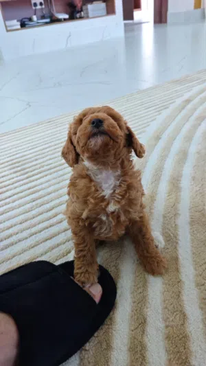 Puppy poodle