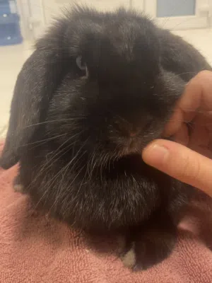 Price Reduced!! Holland Lop - Female 3 years old