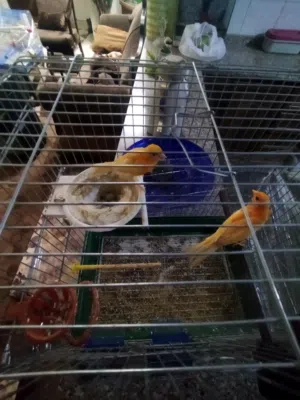 طيور كنار احمر