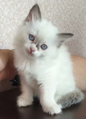 Ragdoll kitten