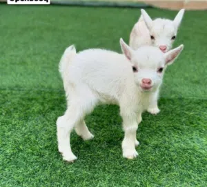 ماعز قزم جميل جدا    ماعز قزم مستوى عالي  وبصحه ممتازه جدا عرض لفتره محدوده السعر 800درهم الحبه