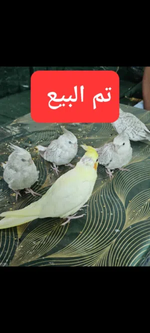 كوكتيل الليف عمر 55 يوم