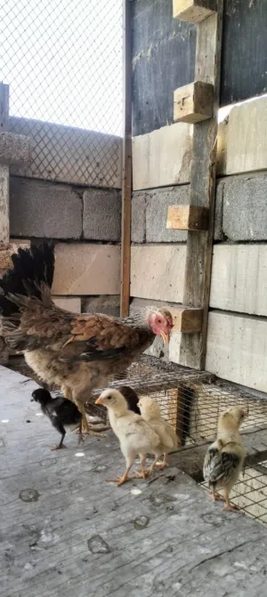 دجاجه دندراوي وياهه 6 هم بيهن دندراوي وشوكي