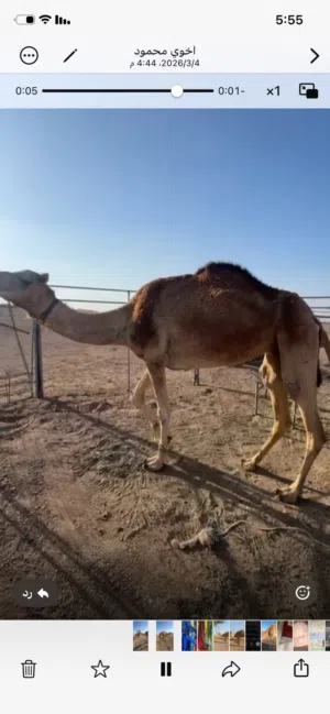 للبيع ناقه حايل