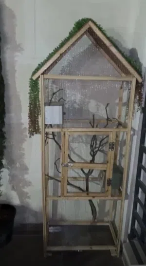 مطير عصافير