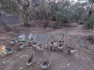 بط كندي وعربي للبيع