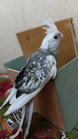 طير قرون اليف. جده بدون قفص