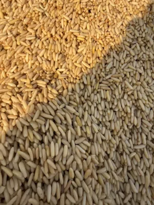 Pine Nuts الصنوبر