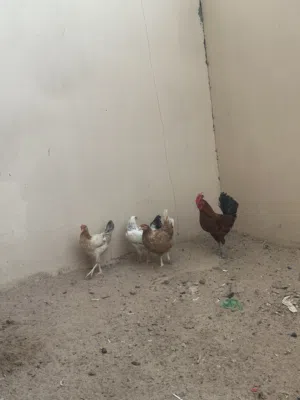 دجاج للبيع