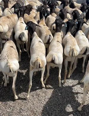 خروف صومالي