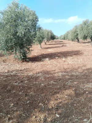 Farm Land for Sale in Jerash Tal Al-Rumman