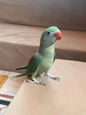 طير نيبالي للبيع الوصف مهم