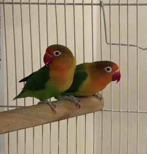 زوج فشر ضمان انتاج 100-100