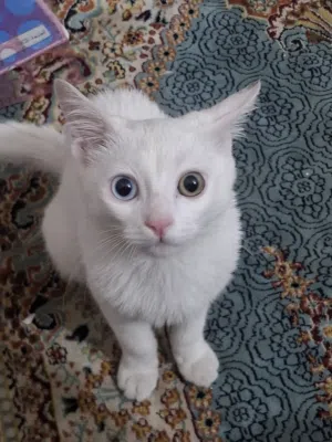 قط انغوري للتبني