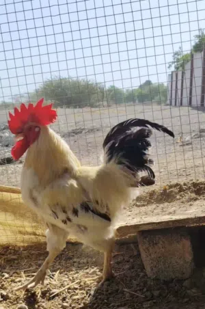 بيع ديك فرنسي