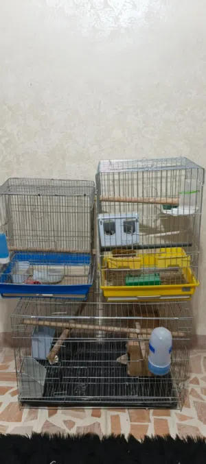 اقفاص عصافير