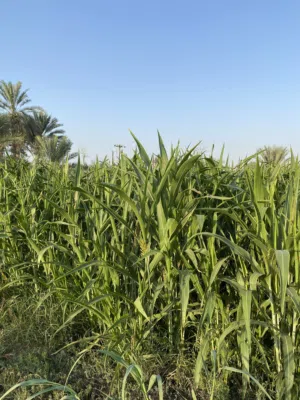 جلب حشيش حريه