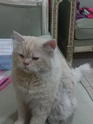 cat is properly trained and isn't aggressive towards people mix cat.