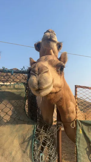 ‏جمال‏4