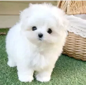 Two Teacup Maltese Puppies Needs a New Family