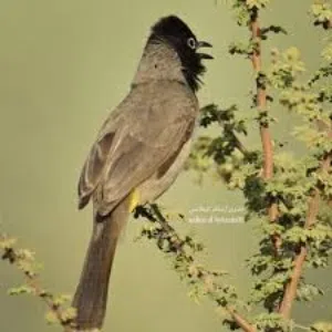 فحول بلبل نار