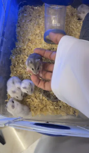 متوفر هامسترات سوريه وروسيه Syrian and Russian hamsters available