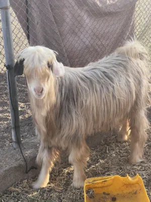 تيس من الحلال الرحبي للبيع العمر سنه ونص تقريبا التيس ما عليه كلام