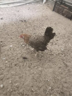 دجاجة للبيع