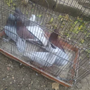 ذكور بلدي شغالات