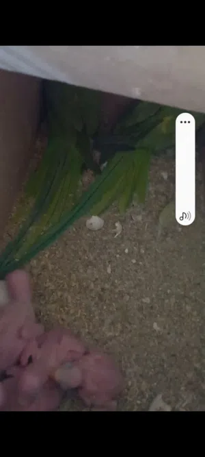 جوز دره هندي حبات نخب مع فراخه اربعه للبيع
