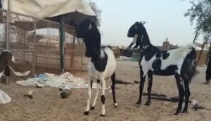 حلال باكستاني للتربيه صغار فالعمر ماشاء الله تبارك الرحمن الحق عالزين