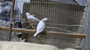 زوج طيور جاوا لون ابيض صافي مزاويج