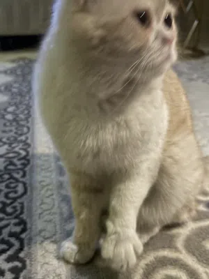 قطوه للتبني