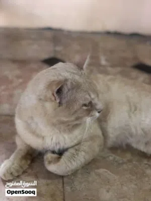 قط شيرازي حليبي