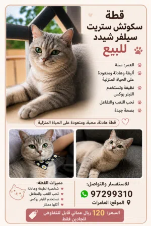 سكوتش ستريت