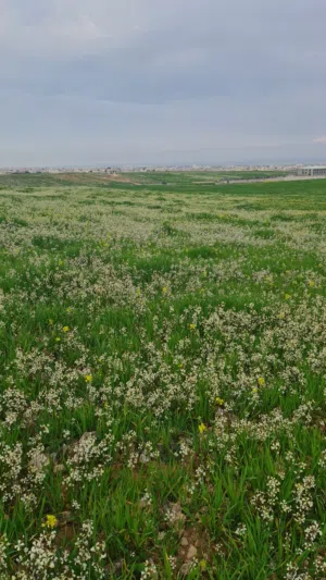 قطعة أرض مفروزه مطله ومميزه تصلح لمزرعه او فيلا او اي نشاط تجاري للبيع