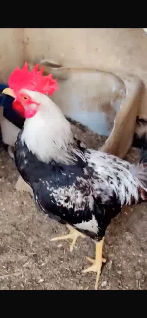 ديج كويتي للبيع