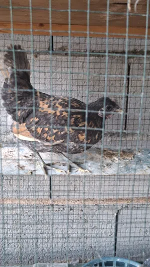 دجاجة اسبانية