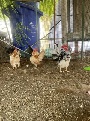Chickens4