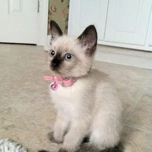 Siamese0