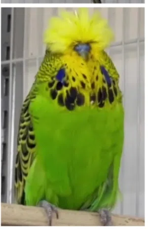 مجموعة طيور محليه