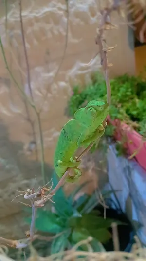 ‏جمال‏0