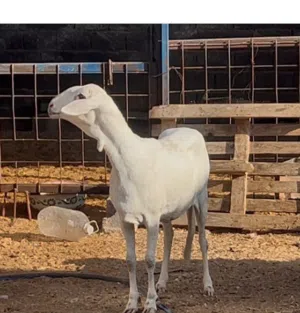 نعجه بسم الله ما شاء الله