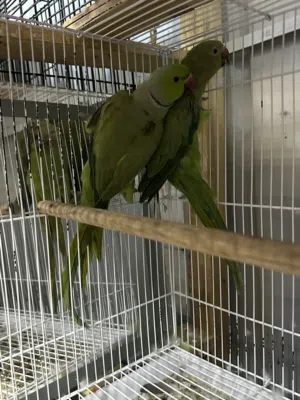 للبيع زوج دره