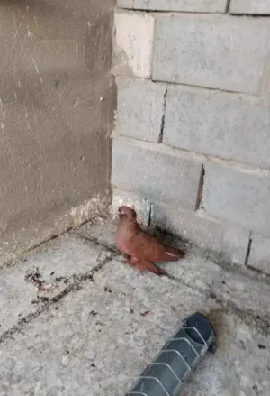 بيع حمام نوع راعبي