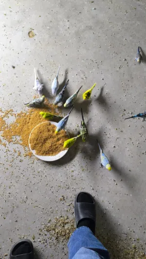 اصلي هاذ حبيبي